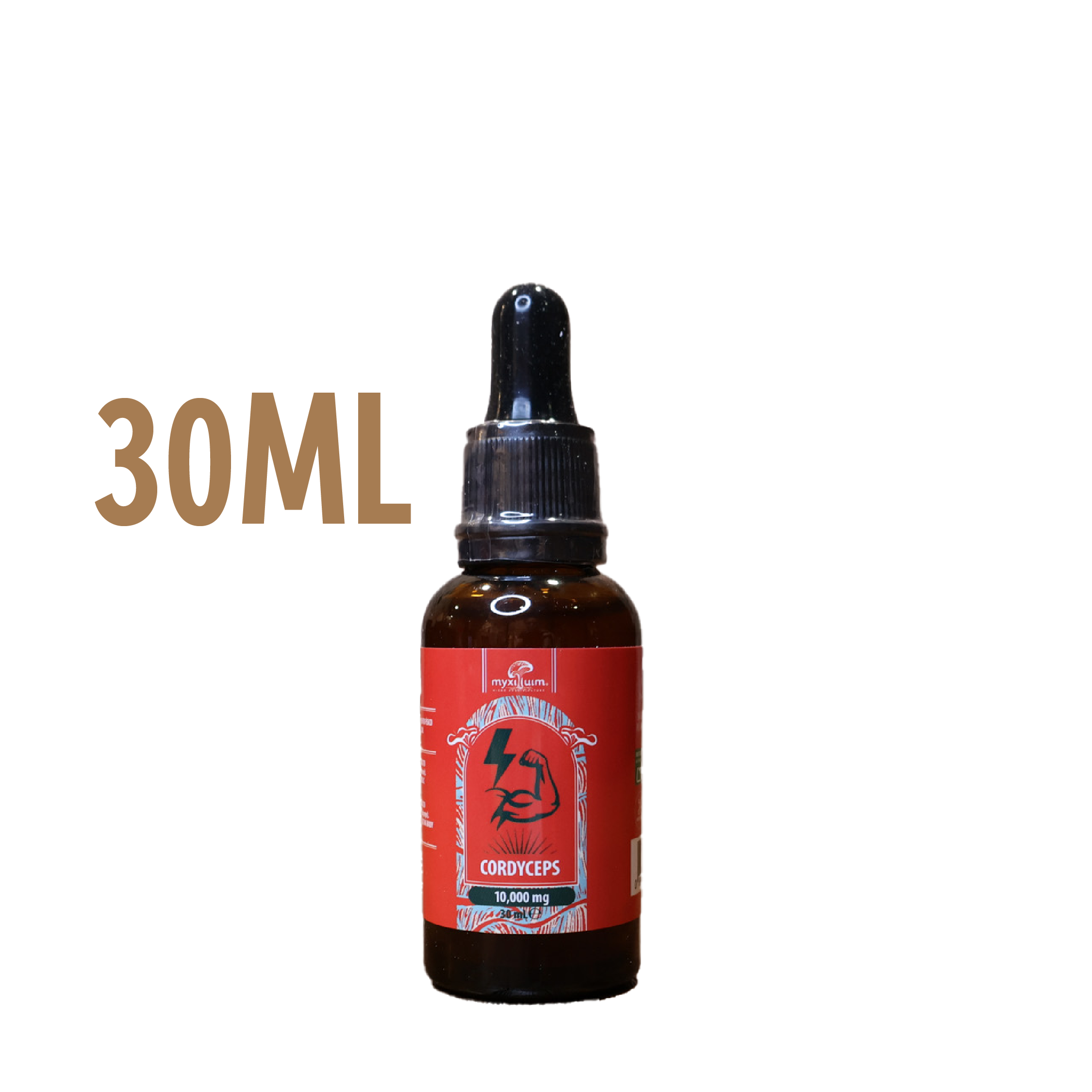 cordyceps cordyceps
